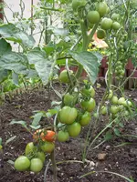 San Marzano 7.7.11.webp