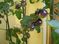 Blueberry 8.7.11.webp