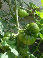 tomis_7_7_II.webp