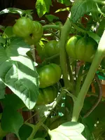 tomis_7_7_III.webp