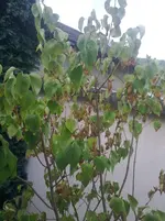 Bild0479[1].webp