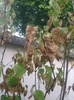 Bild0481[1].webp