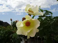 rosen 001.webp