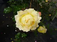 rosen 006.webp