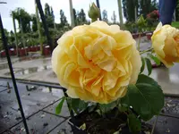 rosen 008.webp