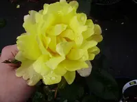 rosen 010.webp