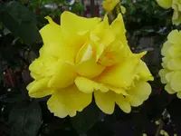 rosen 012.webp