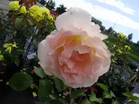 rosen 015.webp