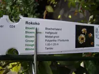 rosen 016.webp