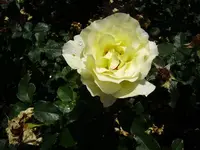 rosen 019.webp