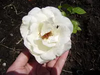 rosen 021.webp