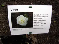 rosen 022.webp