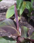 Canna, Beet, 07.07.11.JPG