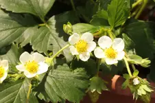 erdbeerblüte.webp