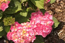 hortensie_rosa.webp
