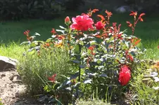 IMG_1464_1.webp