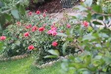 IMG_1545_1.webp