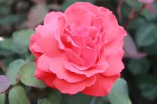 IMG_1552_3_1.webp