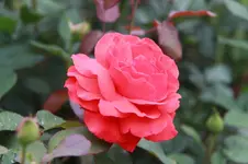 IMG_1550_3_1.webp