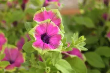 petunien_pink_gruen.webp