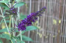 sommerflieder.webp