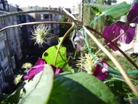 balkon 025.webp