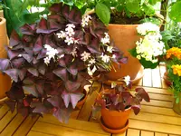 IMG_1960.webp