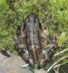 DSC01823 - 2011-07-07 - grasfrosch.JPG