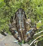 DSC01823 - 2011-07-07 - grasfrosch.webp