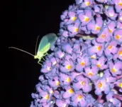 DSC01830 - 2011-07-07 - florfliege.webp