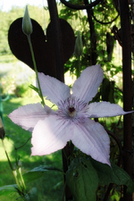 Clemi.webp
