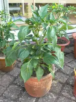 chili_unbek_I.webp