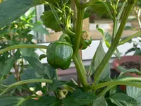 chili_unbek_II.webp