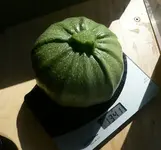 zucchini_7_7.webp