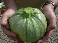 zucchini_7_7_II.webp