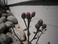 DSCN0209.webp