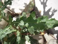 DSCN0210.webp