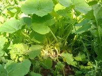 ALIM2267.webp