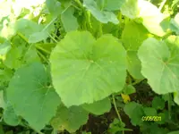 ALIM2268.webp