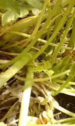 IMAG0066[1].webp
