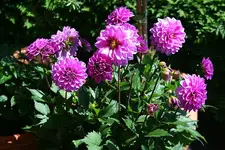 aparte Dahlie_kleiner.webp