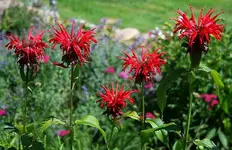 Monarden sind riesig in ihrer Blüte_kleiner.webp