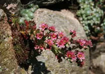 Semp4 in voller Blüte_kleiner.webp