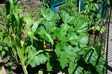 süßer Mais und Zucchini_kleiner.webp