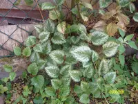 ALIM2272.webp
