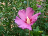 ALIM2274.webp