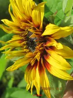 erste sonnenblume.webp