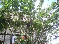 PIC00109.webp