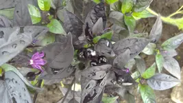 08072011268.webp
