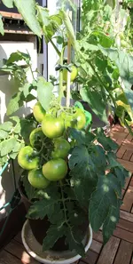Beefsteak.webp